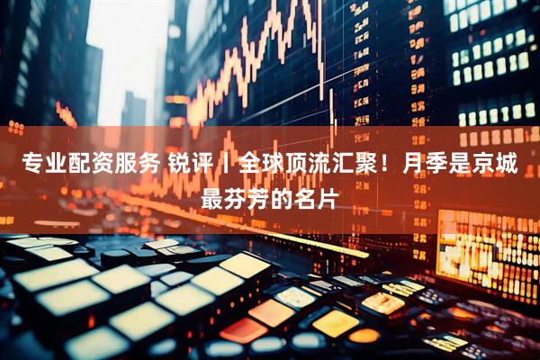专业配资服务 锐评丨全球顶流汇聚！月季是京城最芬芳的名片